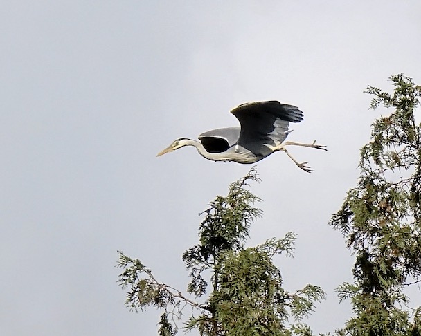grey heron